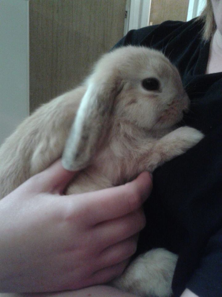 17204215_303525396731397_556868704_n